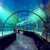 aquarium tunnel
