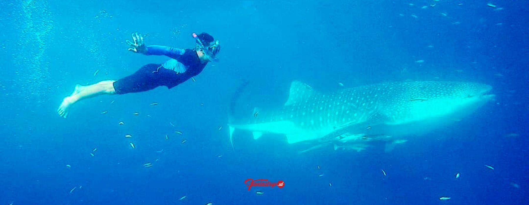 whale-shark-point-talisayan-wisata-kepulauan-derawan